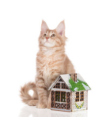 Maine Coon kitten