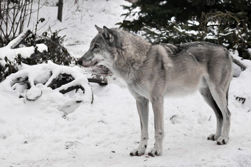 gray wolf in the snow.