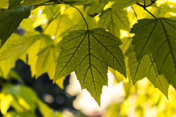 Detailed green leaf