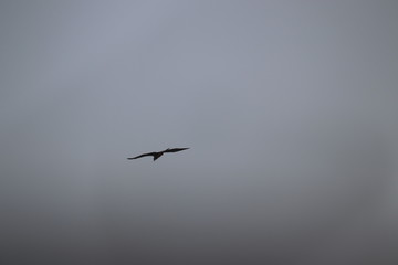 seagull flying in the sky