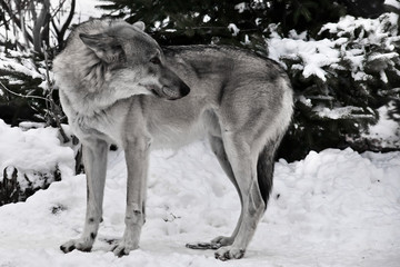 gray wolf in the snow.