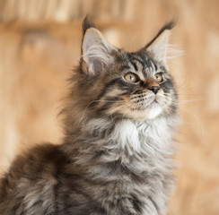 Fototapeta na wymiar Maine Coon kitten