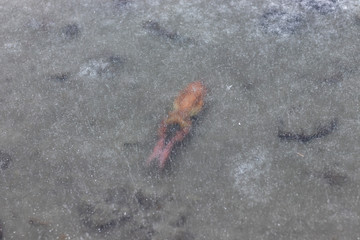 Frog frozen in the lake