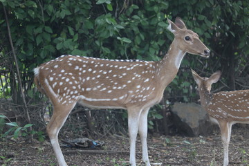 deer in the forest