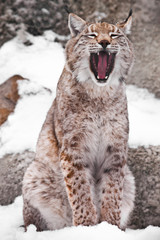 A seated lynx opens a wide mouth.