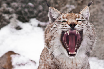  Predatory mouth open.