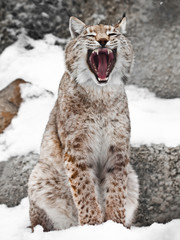 A seated lynx opens a wide mouth.
