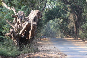 tree in the forest