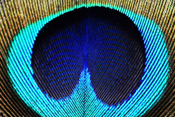 Natural Beautiful Eyes of Peacock Feather - Mor Pankh