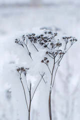 Fluffy snow on the branches of a tree. Winter landscape. Texture of ice and snow.