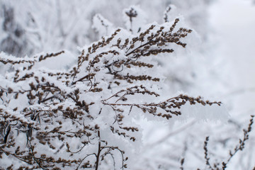 Fluffy snow on the branches of a tree. Winter landscape. Texture of ice and snow.