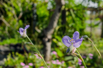 Murdannai flower blue garden 