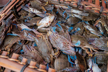 Basket of Flower Crabs