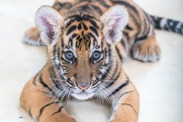 Store enrouleur sans perçage Tigre Bébé tigre du Bengale