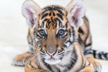 Bengal tiger baby