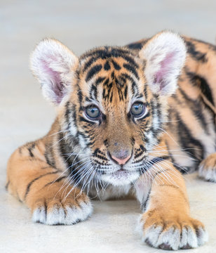 Bengal tiger baby