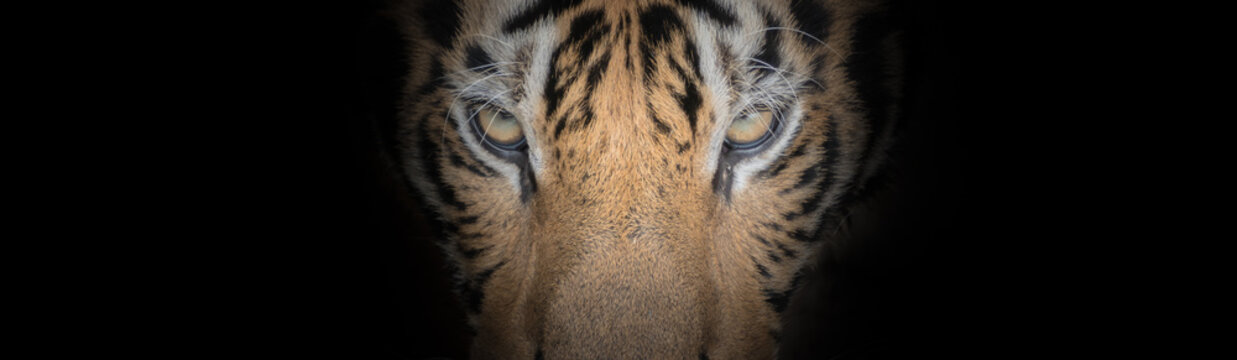 Fierce tiger face