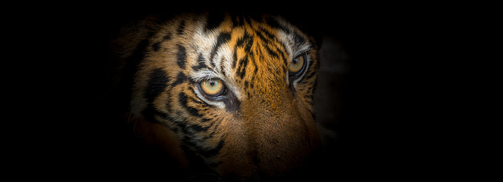 Fierce tiger face
