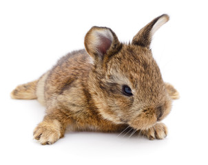 Obraz premium Brown bunny rabbit.