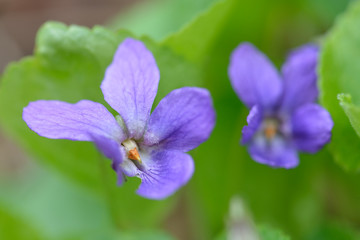 Blüten des Veilchens