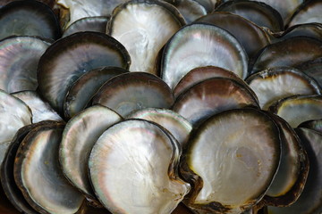 View of shiny mother-of-pearl shells in Tahiti