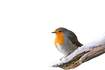 winter robin redbreast isolated