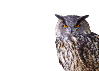 eagle owl isolated