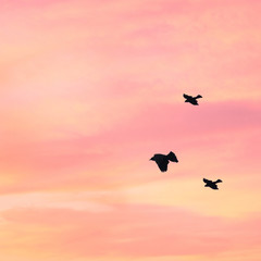 the bird flies against the sunset sky in pastel colors. Minimal style.