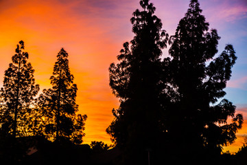 Sunset with Silhouette of Trees