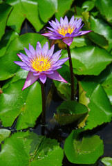 Purple aquatic lotus waterlily nymphea flowers in a pond