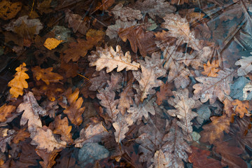 oak leaves in a frozen puddle,