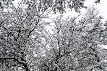 winter landscape, trees in the snow