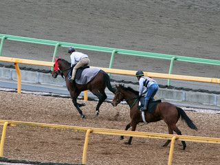 競走馬の調教風景