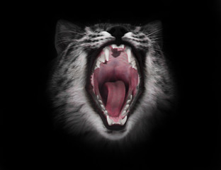 Predatory red hungry and voracious wide open cat's mouth on a black background.