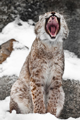 A seated lynx opens a wide mouth.