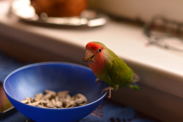 The curious lovebird parrot takes sunflower seed from the bowl and posing