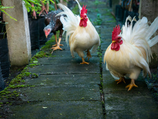 Three Chickens Walking