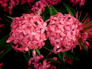 Bouquet of Pink Ixora Flowers Blooming