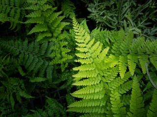 Leaves Fern on The Pots
