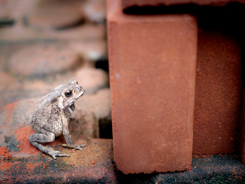 Toad Sitting beside a Brick