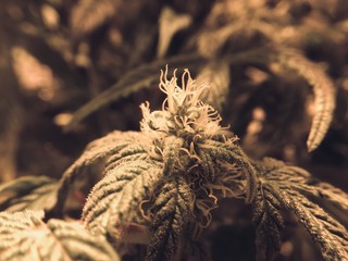 marijuana flower blooming medical cannabis plant