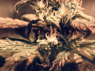 marijuana flower blooming medical cannabis plant