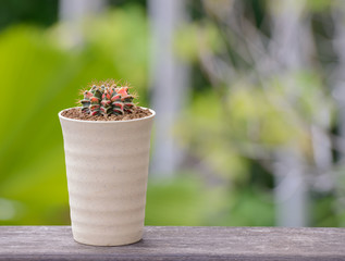 Lophophora williamsii, Cactus or succulents tree in flowerpot on wood striped background