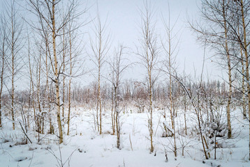 winter landscape, trees in the snow