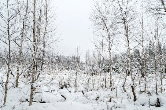 Fototapeta winter landscape, trees in the snow