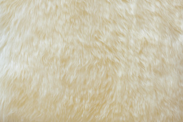 background and textured of real white cream wool sheep