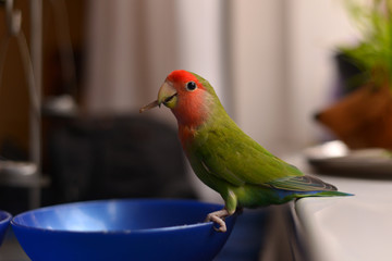  The curious lovebird parrot takes sunflower seed from the bowl and posing