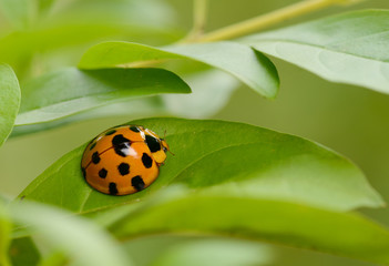Ladybug yellow on a green leaf background in nature at Thailand, Variable Ladybird Beetles - Coelophora inaequalis