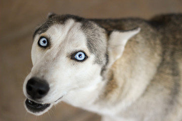 Obraz premium husky with sky blue eyes looking up 