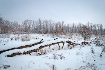 winter landscape, trees in the snow